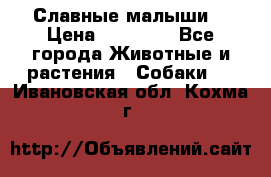 Славные малыши! › Цена ­ 10 000 - Все города Животные и растения » Собаки   . Ивановская обл.,Кохма г.
